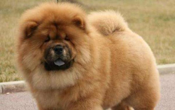 为什么松狮很少人养 松狮为什么不适合家养