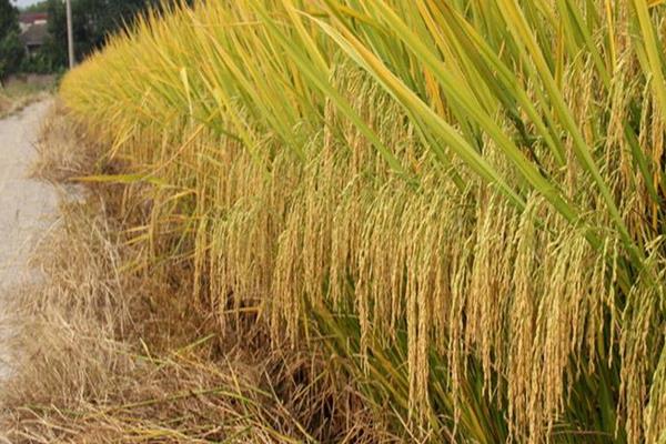 我们吃的是杂交水稻吗 东北大米是杂交水稻吗