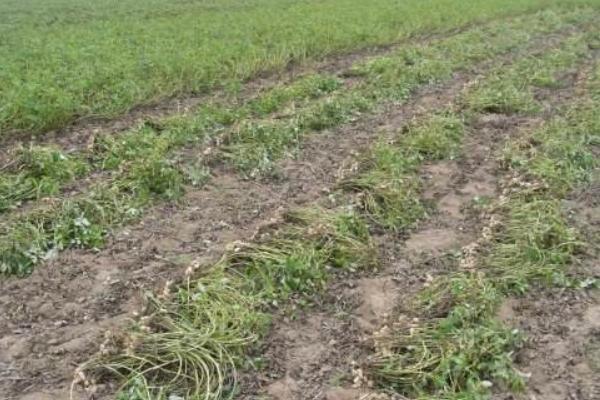 花生什么时候踩秧 秋花生什么时候种