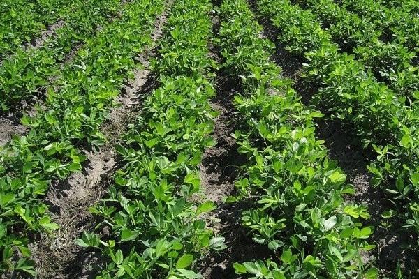 花生什么时候踩秧 秋花生什么时候种