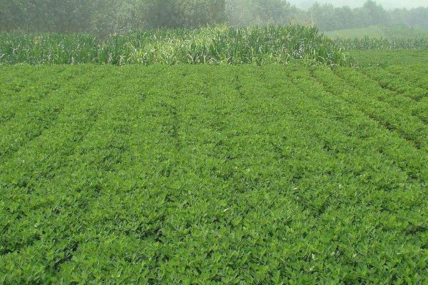 花生什么时候踩秧 秋花生什么时候种