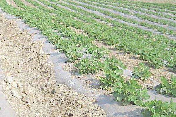 花生什么时候踩秧 秋花生什么时候种