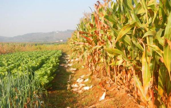 玉米含糖量高吗 玉米和什么一起榨汁好喝