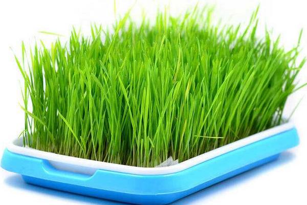 小麦苗怎么吃 小麦酱的制作方法