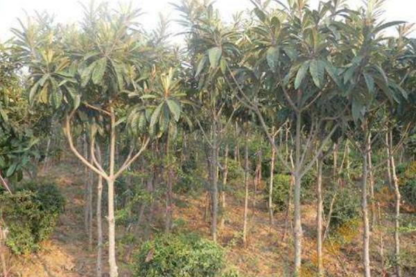 枇杷树几年结果 枇杷树种植技术