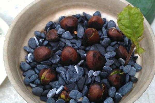 枇杷怎么种 枇杷嫁接时间和方法 枇杷几年结果