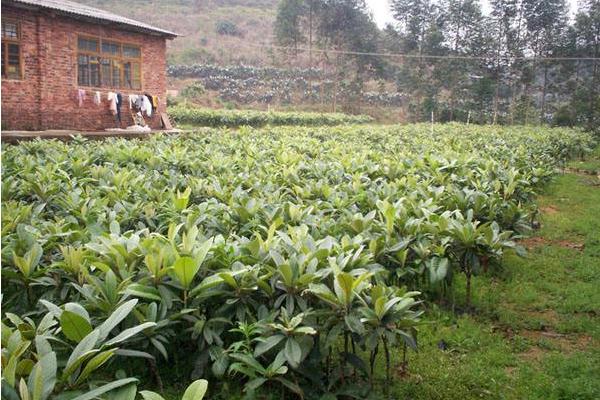 枇杷怎么种 枇杷嫁接时间和方法 枇杷几年结果