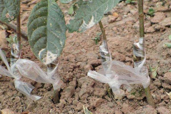 枇杷怎么种 枇杷嫁接时间和方法 枇杷几年结果