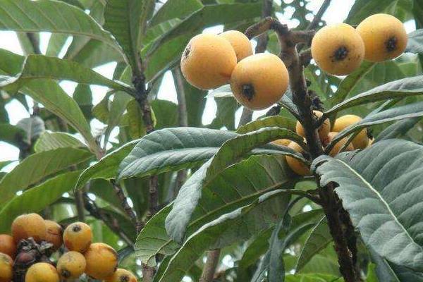 枇杷怎么种 枇杷嫁接时间和方法 枇杷几年结果