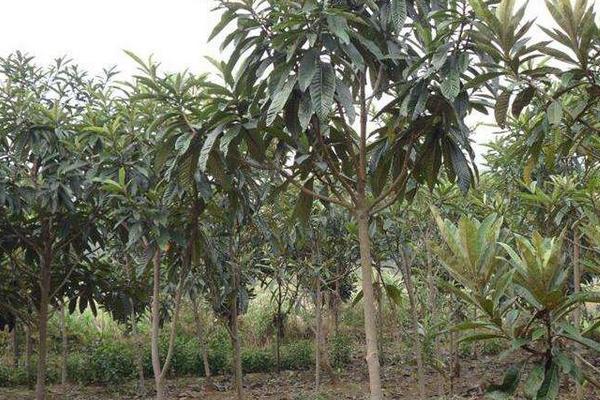 枇杷怎么种 枇杷嫁接时间和方法 枇杷几年结果