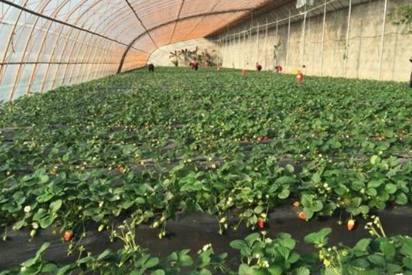 草莓炭疽病防治技术 大棚草莓种植技术与管理方法