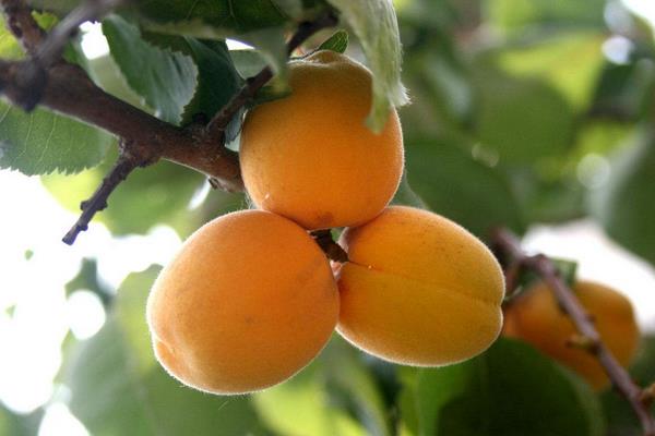 黄桃和杏子的区别是什么 黄桃是杏子吗