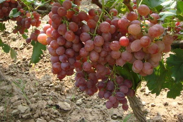 家里种葡萄树好不好 葡萄种在院子风水怎样