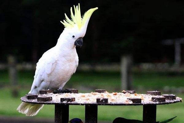 中型鹦鹉有哪些品种 哪些鹦鹉买了不犯法