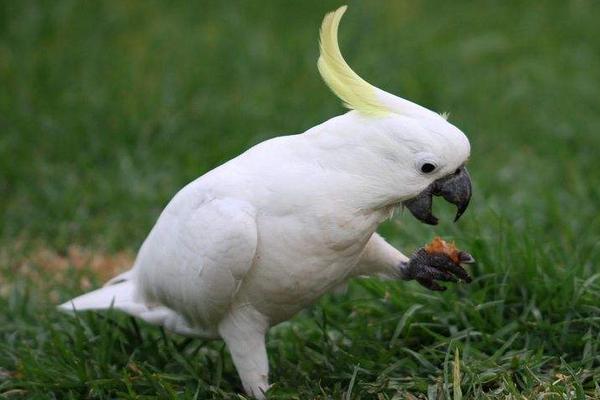 中型鹦鹉有哪些品种 哪些鹦鹉买了不犯法