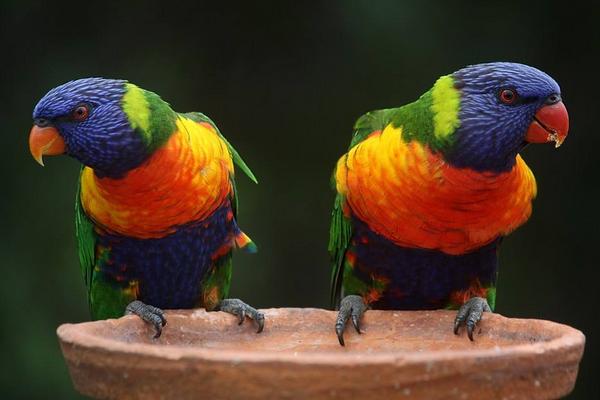 鹦鹉怎么养 养鹦鹉的危害是什么 鹦鹉吃什么食物