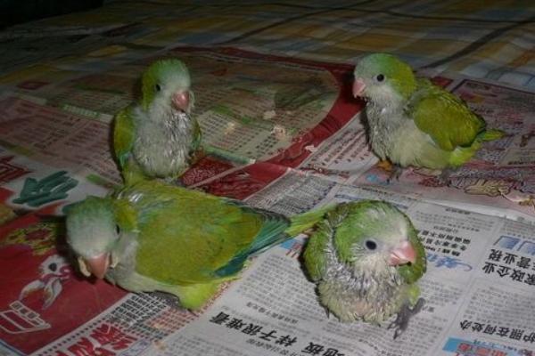 和尚鹦鹉市场价格多少钱一只 和尚鹦鹉怎么训练躺手