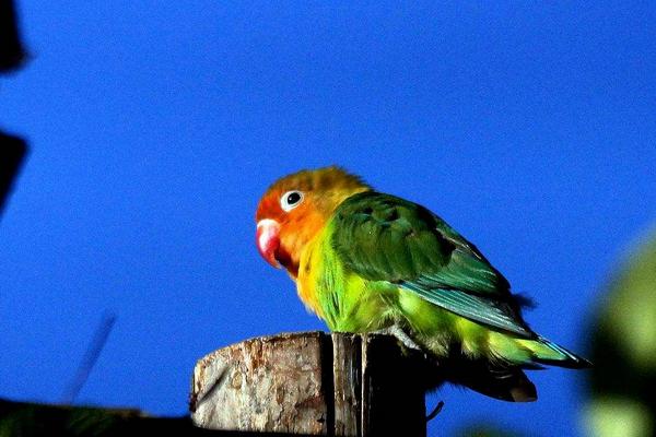 牡丹鹦鹉怎么看年龄 牡丹鹦鹉寿命有多长