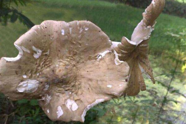 斗鸡菇是什么菇 斗鸡菇市场价格多少钱一斤
