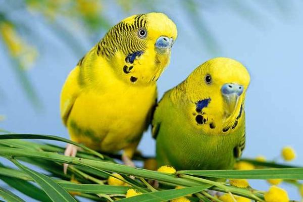 鹦鹉有哪些种类 鹦鹉怎么分公母