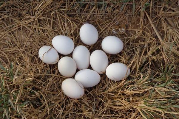 贵妃鸡蛋市场价格多少钱一个 贵妃鸡蛋蛋壳是什么颜色