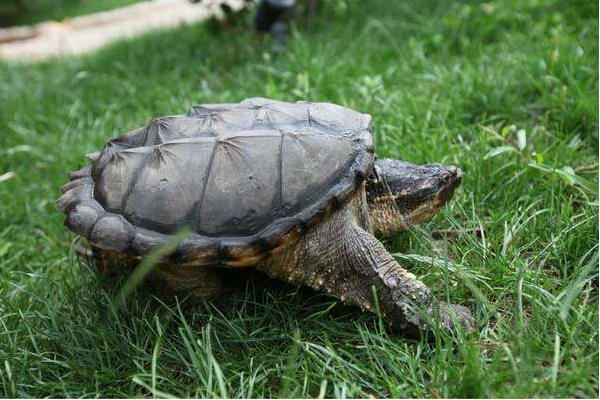 鳄鱼龟吃什么 鳄鱼龟能吃吗