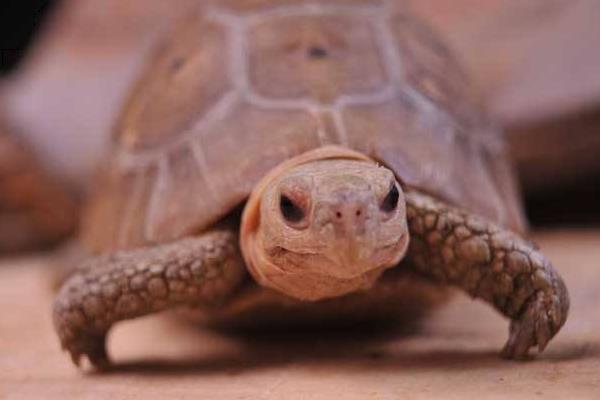 缅甸陆龟市场价格多少钱一只 缅甸陆龟有灵性吗