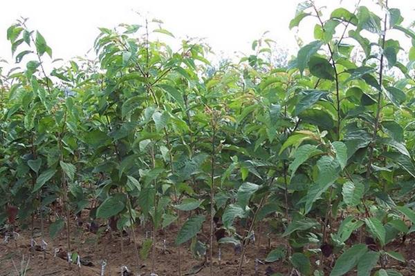 车厘子树苗怎么种 车厘子树几年结果