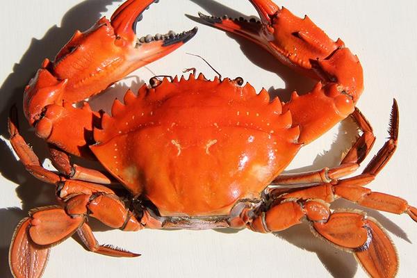 螃蟹要蒸多长时间 螃蟹吃多了会怎么样