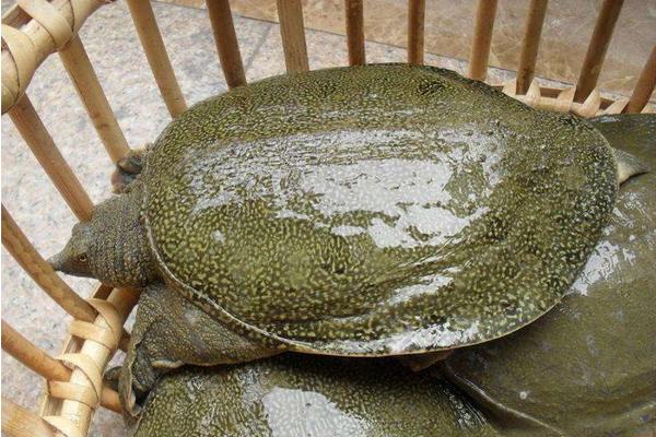 野生甲鱼怎么抓 野生甲鱼吃什么食物