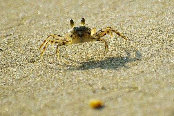 海蟹吃什么 小海蟹怎么养