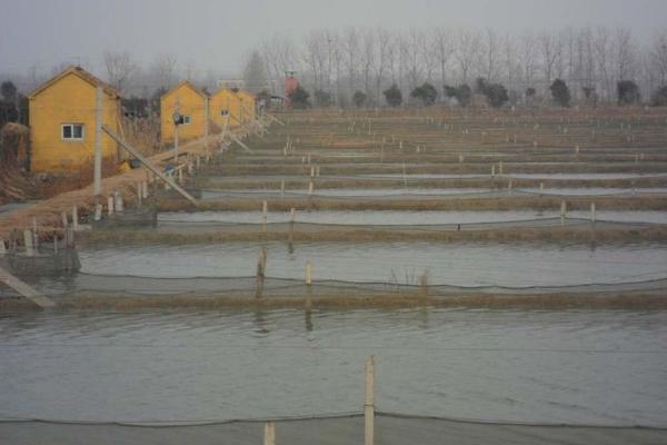 大棚养殖泥鳅技术 温室大棚怎么养泥鳅