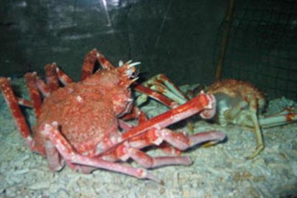 世界上最大的螃蟹是什么 巨型螃蟹有多大