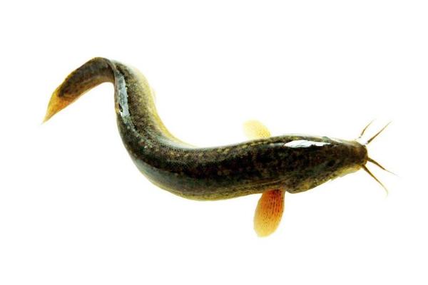 野生泥鳅和养殖泥鳅的区别是什么 泥鳅的养殖前景