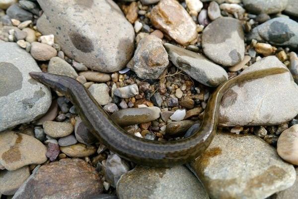 野生泥鳅和养殖泥鳅的区别是什么 泥鳅的养殖前景