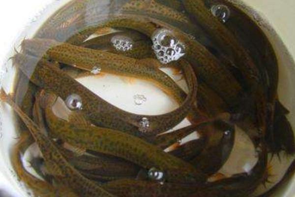 野生泥鳅和养殖泥鳅的区别是什么 泥鳅的养殖前景