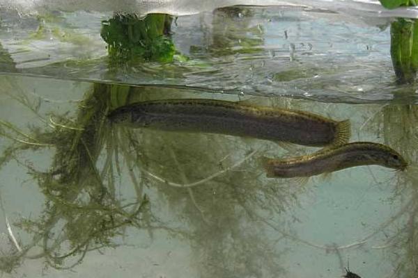 野生泥鳅和养殖泥鳅的区别是什么 泥鳅的养殖前景