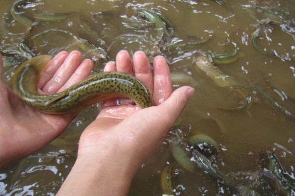 野生泥鳅和养殖泥鳅的区别是什么 泥鳅的养殖前景