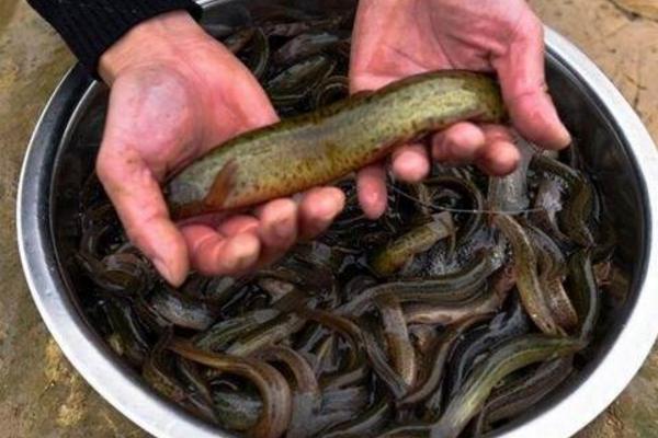 野生泥鳅和养殖泥鳅的区别是什么 泥鳅的养殖前景