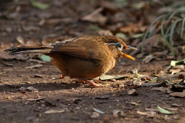 画眉鸟吃什么 画眉鸟食的最佳配方