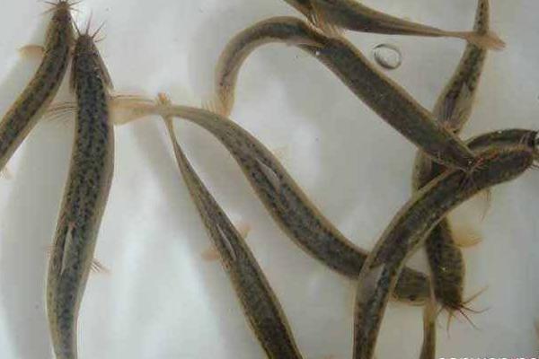 泥鳅养殖成本和利润 泥鳅养殖一亩产多少斤