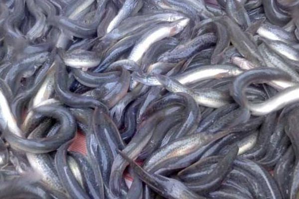 泥鳅养殖成本和利润 泥鳅养殖一亩产多少斤