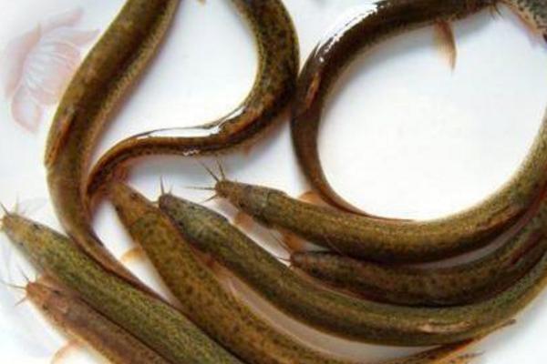 泥鳅养殖成本和利润 泥鳅养殖一亩产多少斤