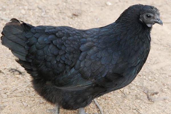 乌鸡和贵妃鸡的区别是什么 乌鸡和贵妃鸡哪个营养高