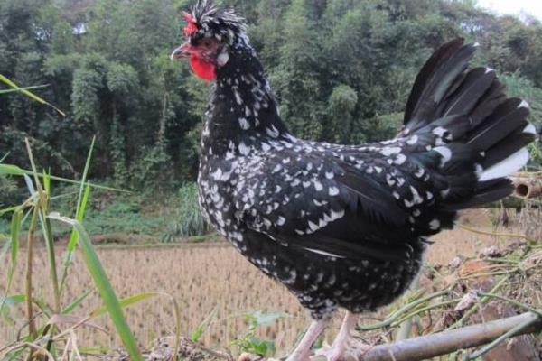 乌鸡和贵妃鸡的区别是什么 乌鸡和贵妃鸡哪个营养高