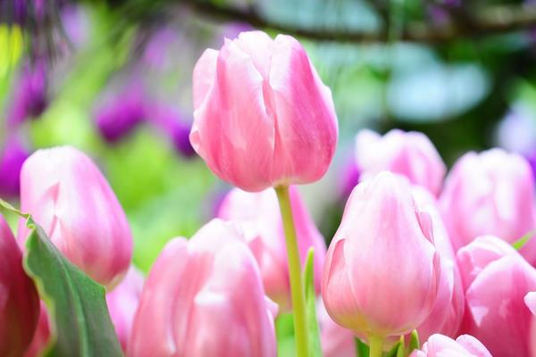 郁金香怎么种 郁金香种植方法与注意事项