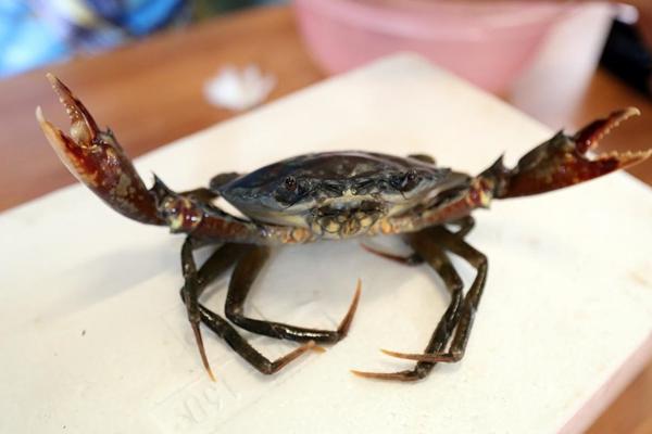 青蟹怎么保存 青蟹可以放冰箱吗