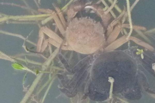 螃蟹吃什么食物 螃蟹怎么养不会死