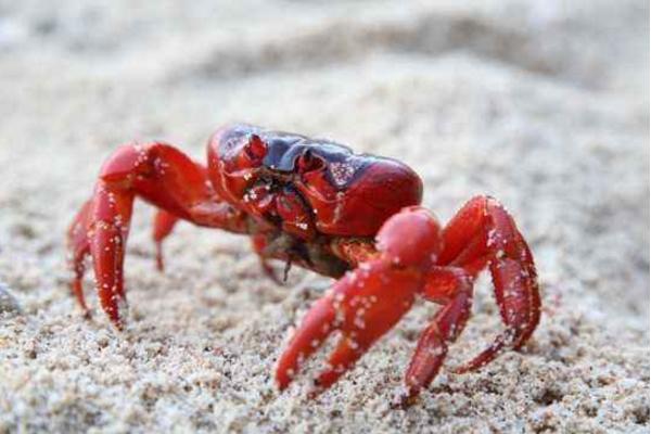 常见的螃蟹有哪几种 海里螃蟹种类图片大全