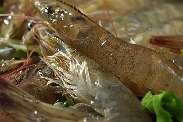 基围虾热量是多少 基围虾是凉性的吗